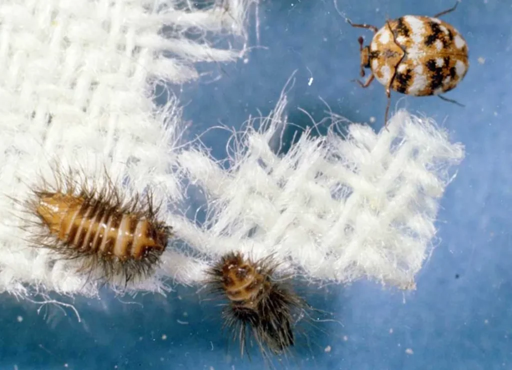 Carpet Beetles Life Cycle