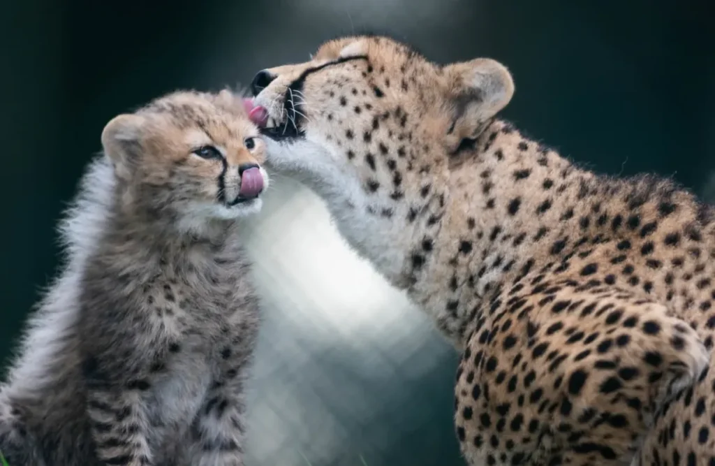 Cheetah Life Cycle