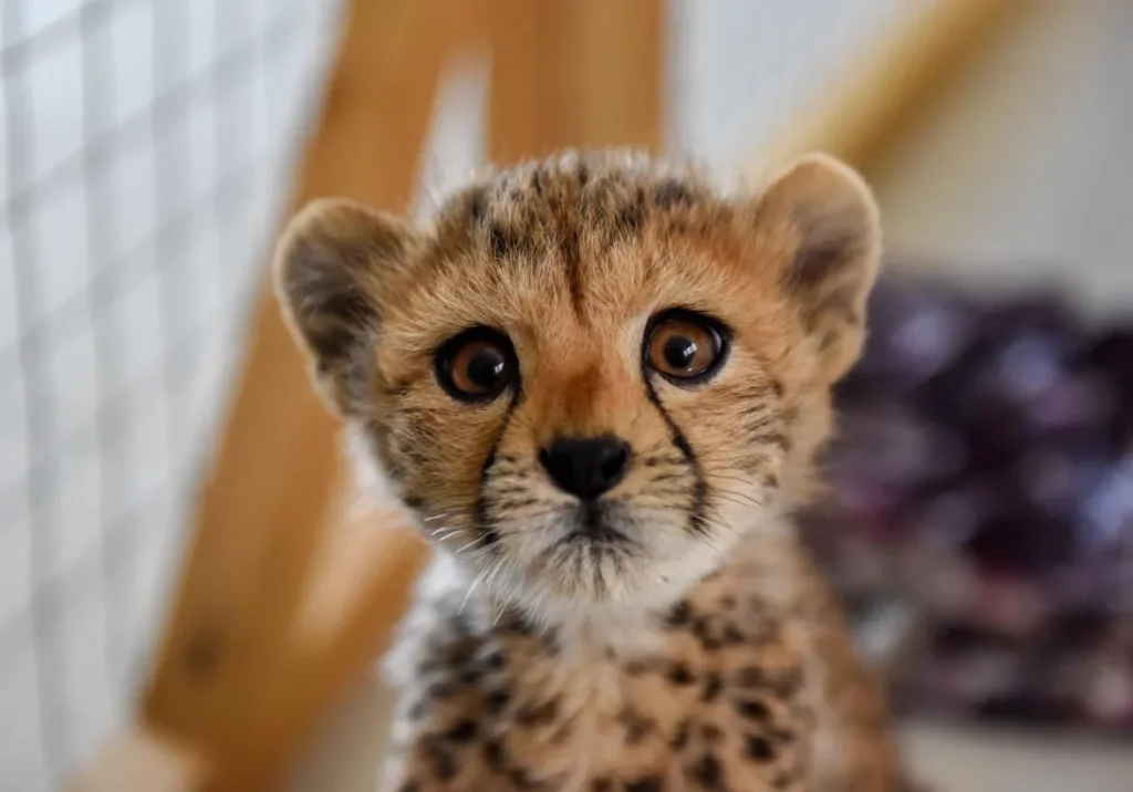 Cheetah Life Cycle
