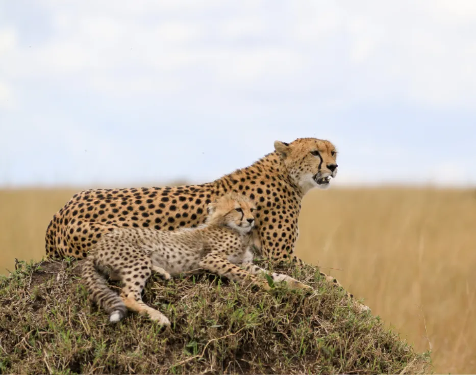 Cheetah Life Cycle