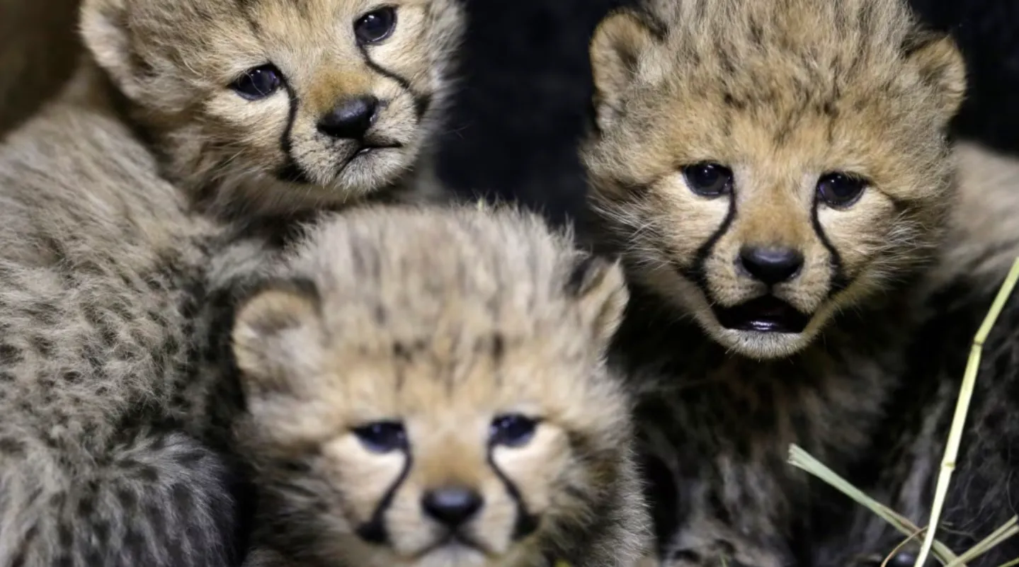 Cheetah Life Cycle