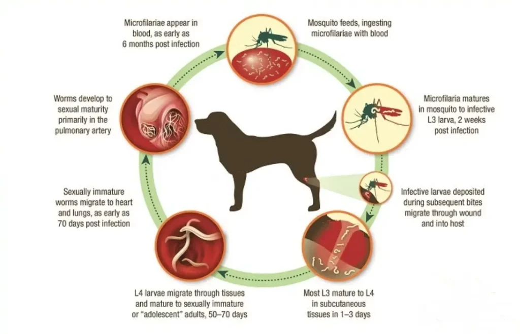 Dogs' Life Cycle