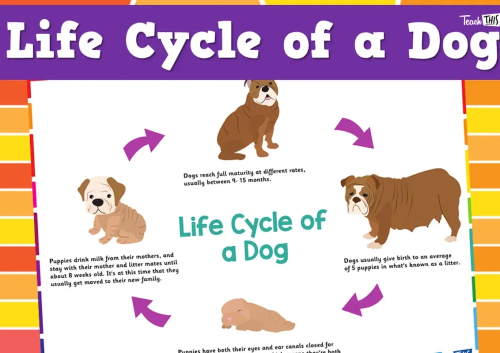 Dogs' Life Cycle