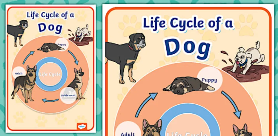 Dogs' Life Cycle