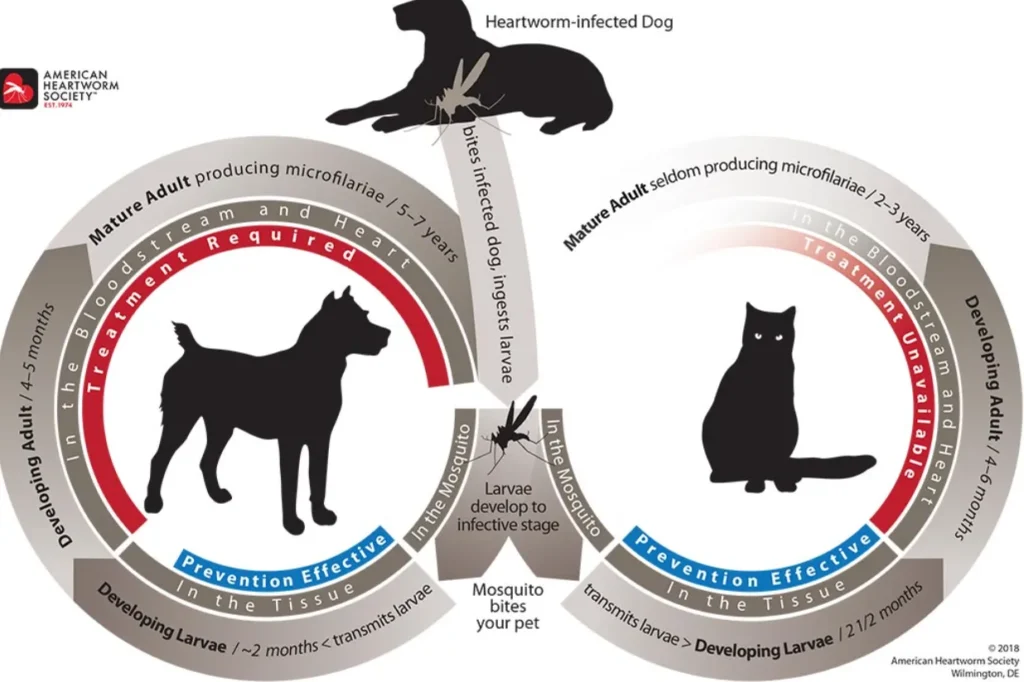 Dogs' Life Cycle