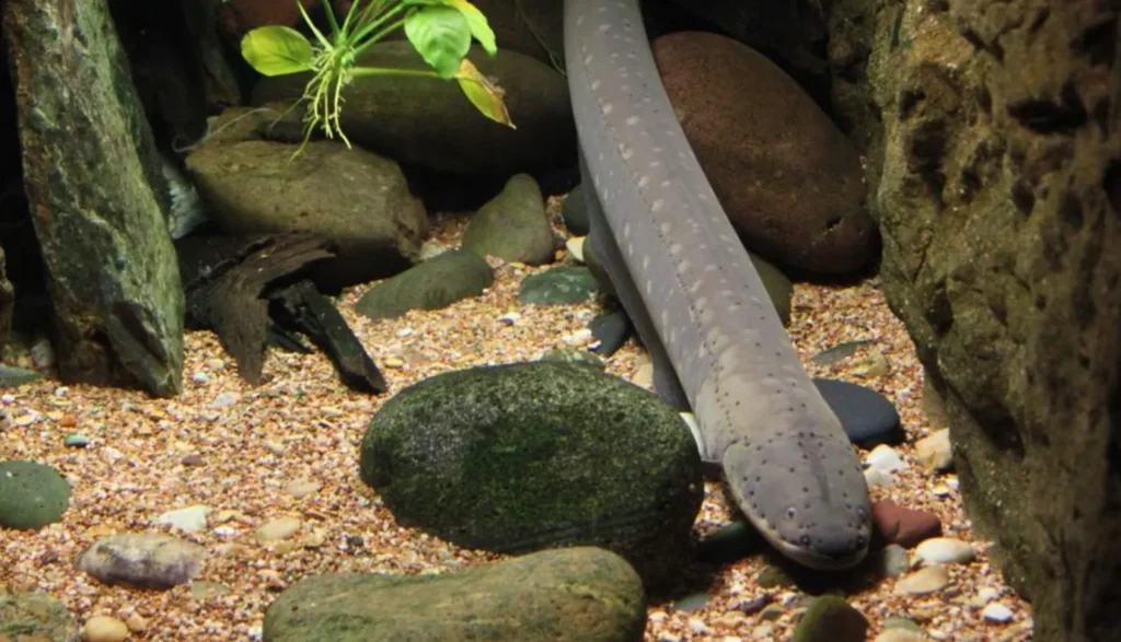 Eel Life Cycle
