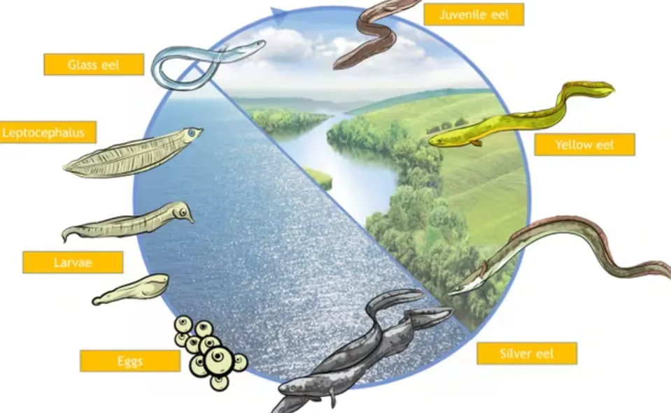 Eel Life Cycle