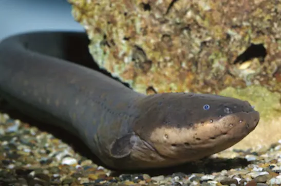 Eel Life Cycle