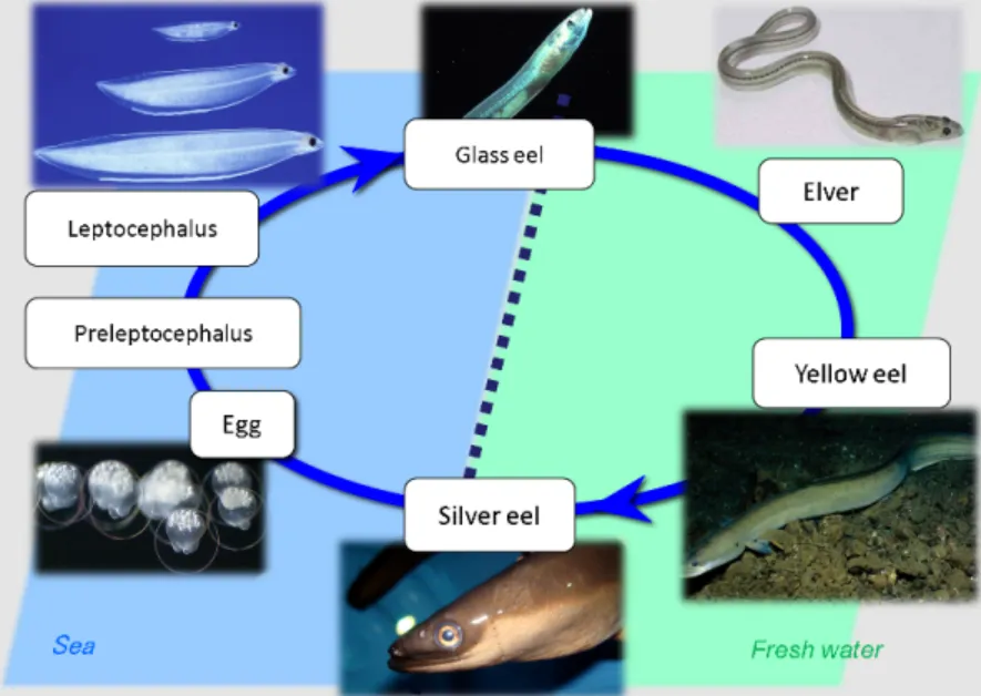Eel Life Cycle