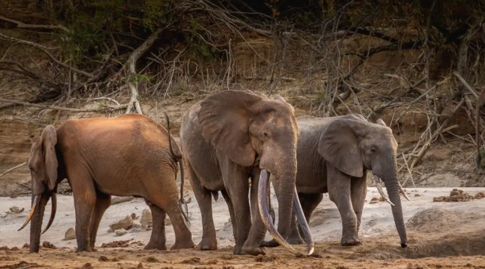 Elephant Life Cycle