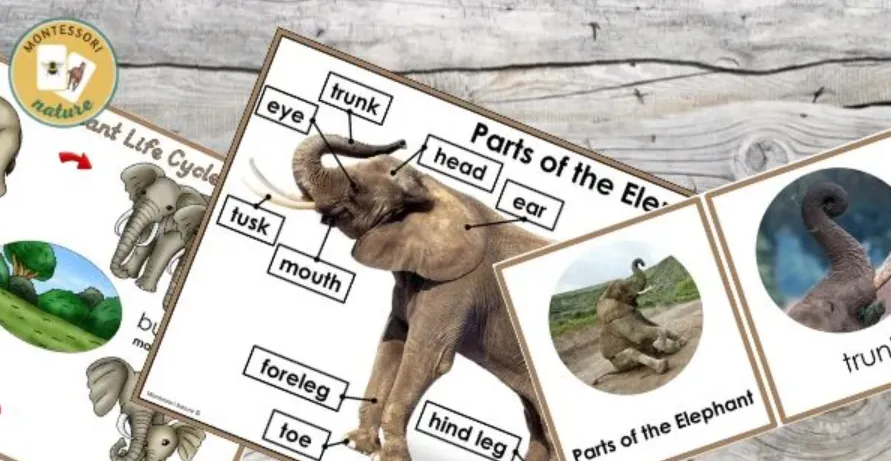 Elephant Life Cycle
