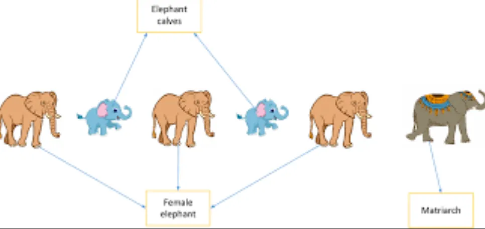 Elephant Life Cycle