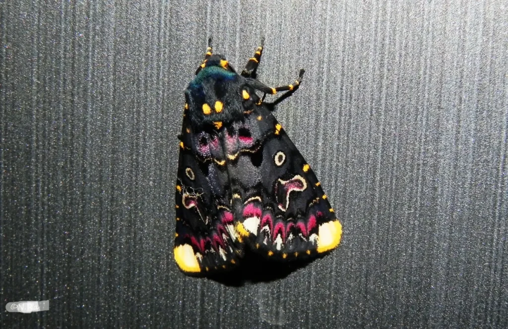 Food Moths Life Cycle