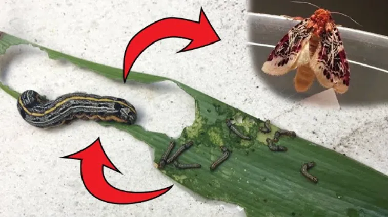 Food Moths Life Cycle