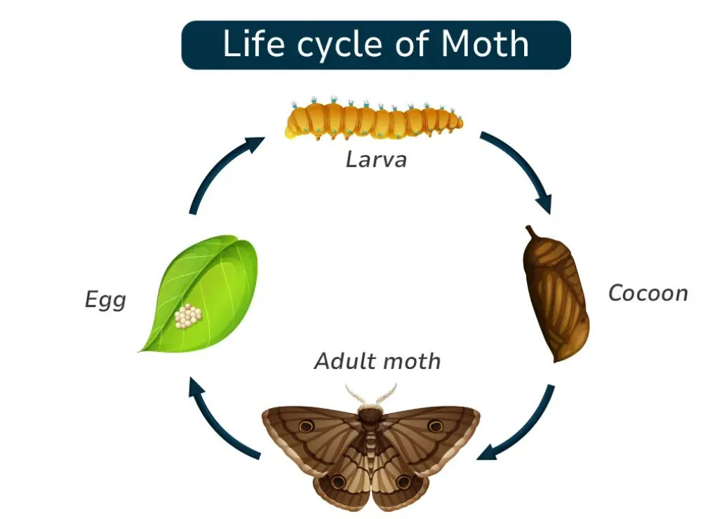 Food Moths Life Cycle