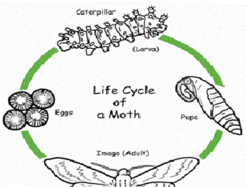 Food Moths Life Cycle