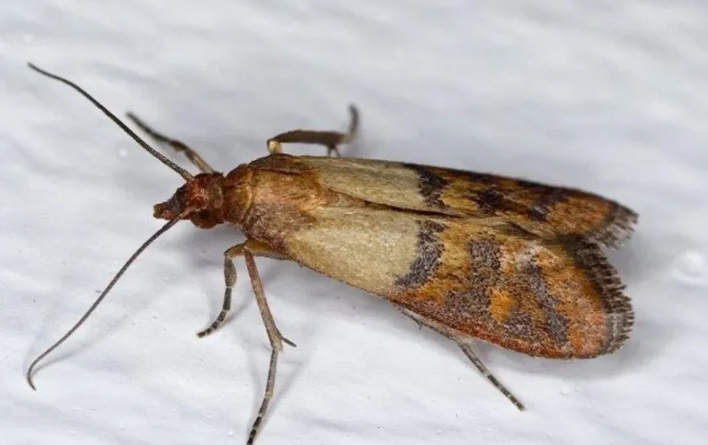 Grain Moth Life Cycle