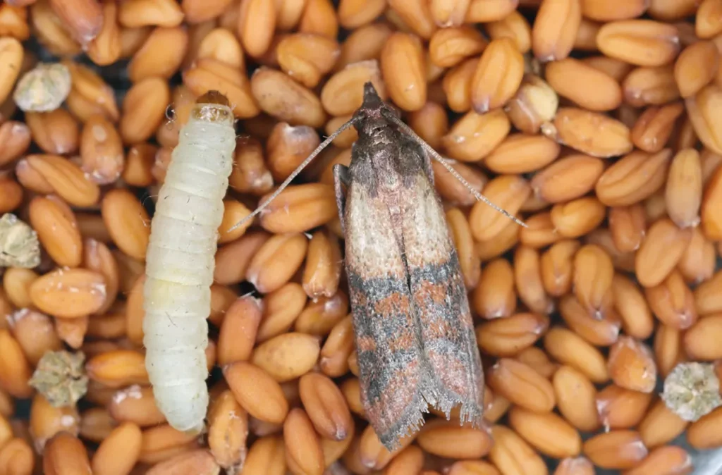 Grain Moth Life Cycle