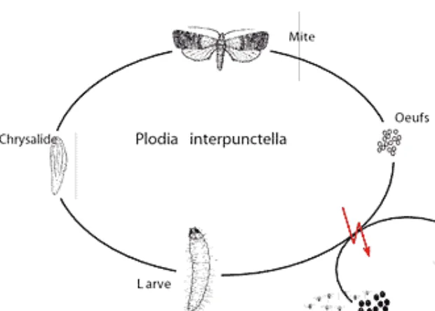 Grain Moth Life Cycle