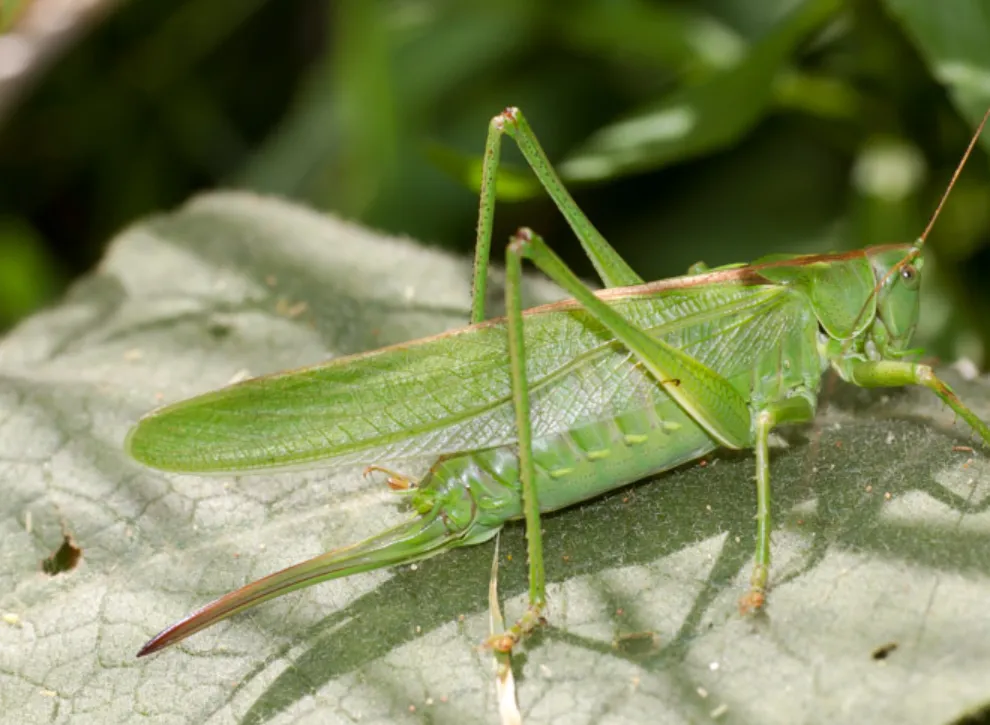 Life Cycle of Cricket Insect
