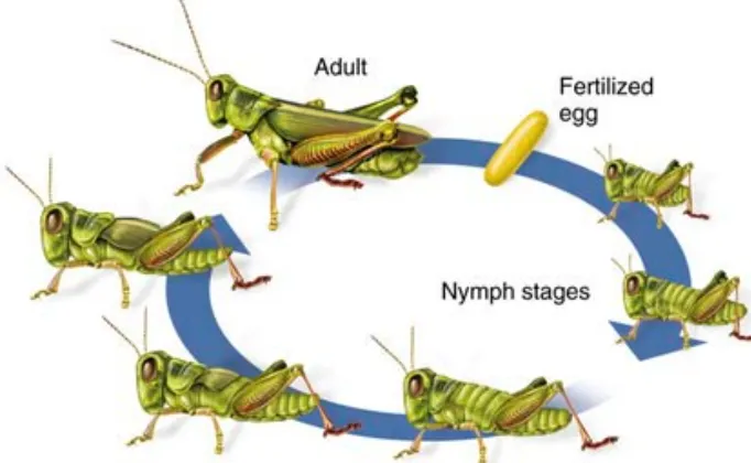 Life Cycle of Cricket Insect