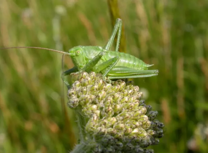 Life Cycle of Cricket Insect