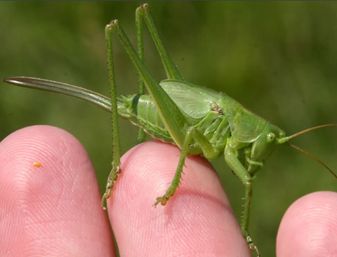 Life Cycle of Cricket Insect
