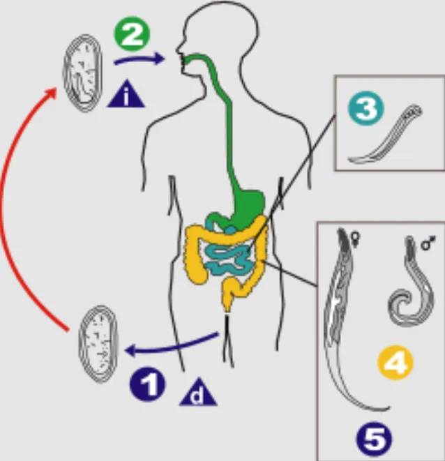 Life Cycle of Enterobiasis