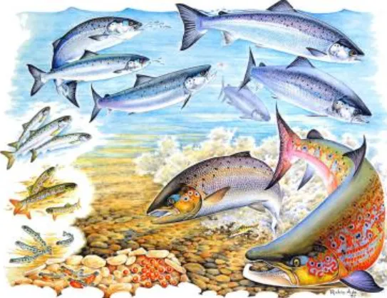 Life Cycle of Salmon