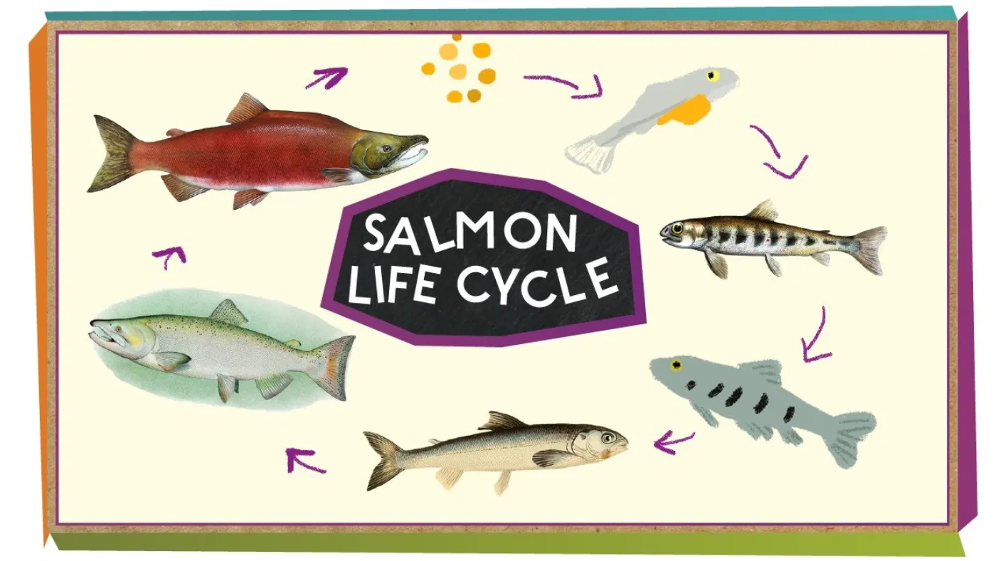 Life Cycle of Salmon