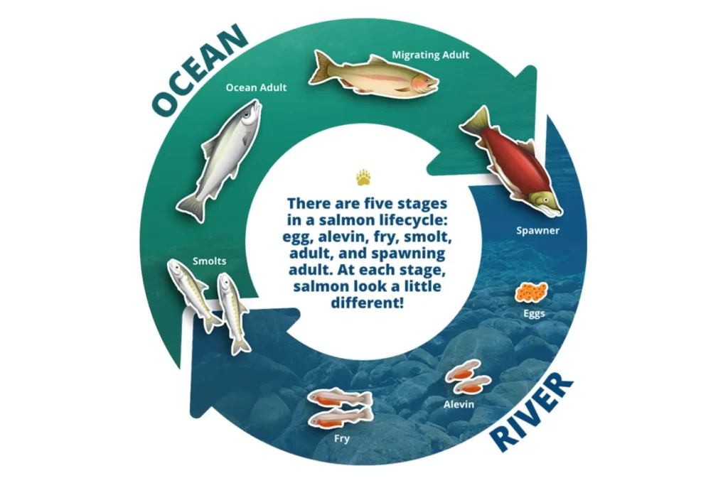 Life Cycle of Salmon