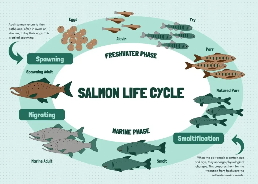 Life Cycle of Salmon