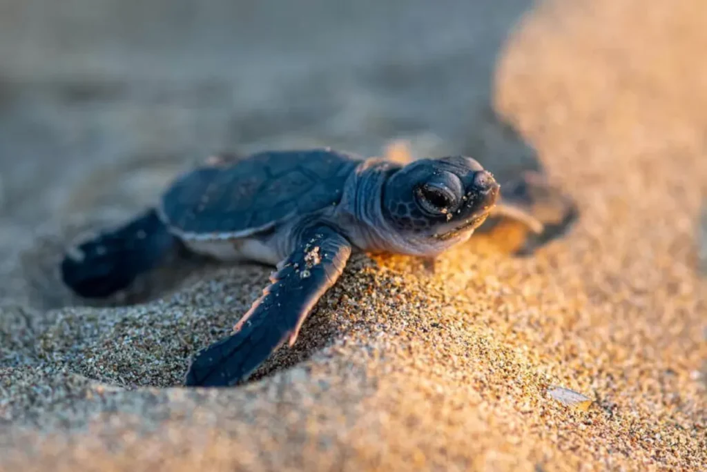 Life Cycle of Sea Turtle