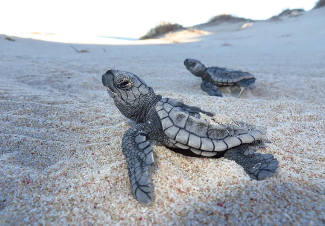 Life Cycle of Sea Turtle: From Tiny Hatchling to Ancient Ocean Traveler