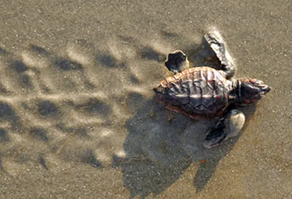 Life Cycle of Sea Turtle