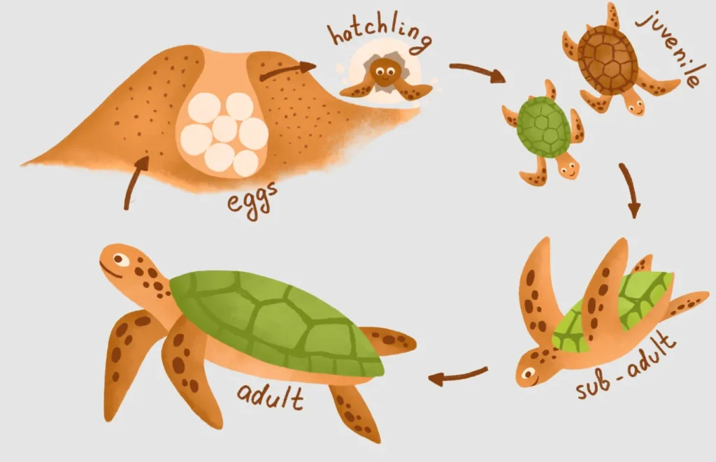 Life Cycle of Sea Turtle