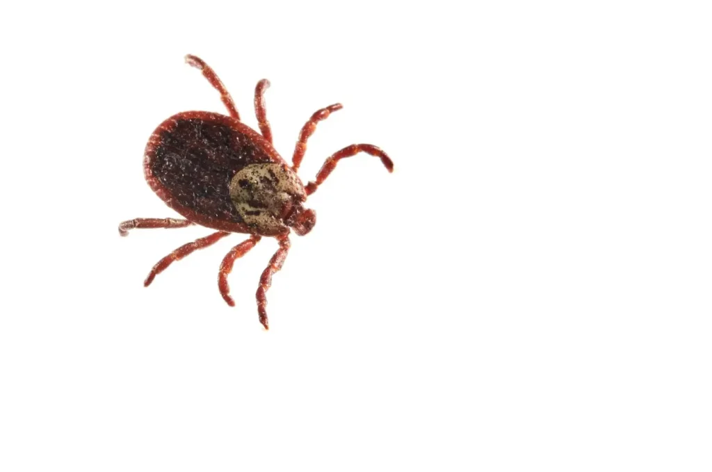 Life Cycle of Ticks