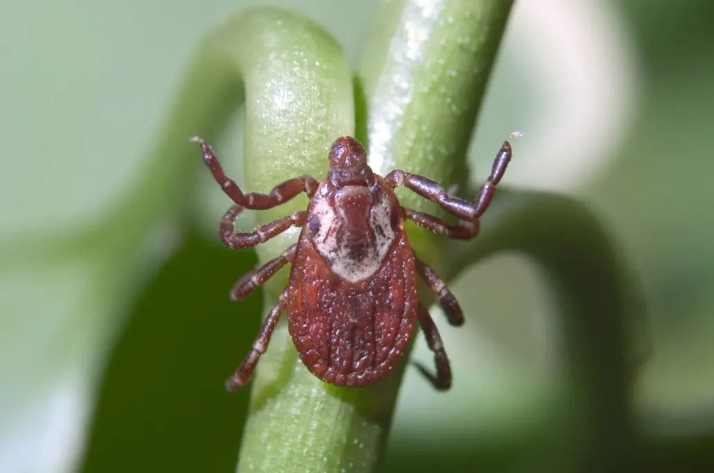 Life Cycle of Ticks