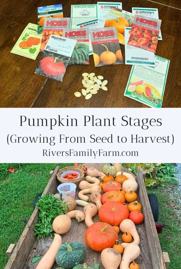 Life Cycle of a Pumpkin