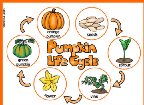 Life Cycle of a Pumpkin