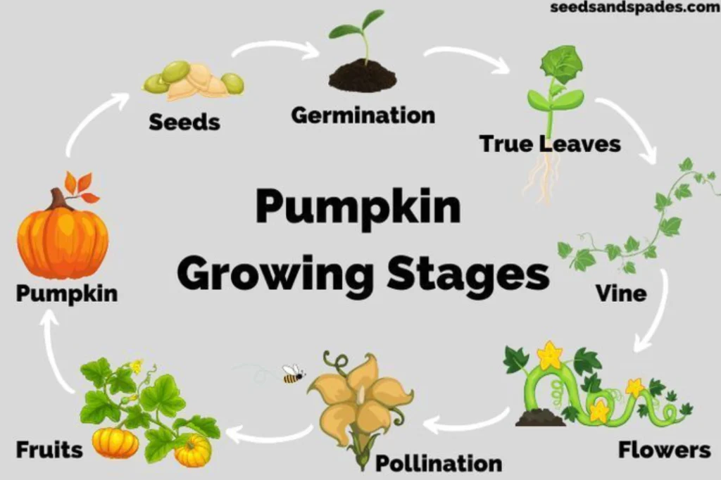 Life Cycle of a Pumpkin