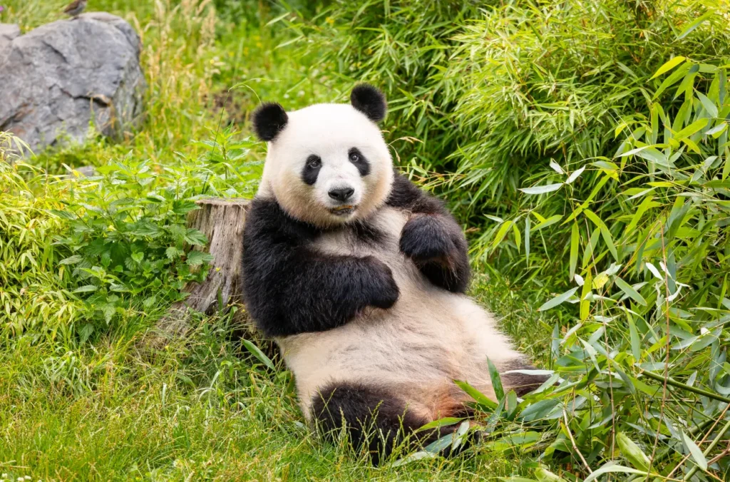 Life Cycle of the Panda