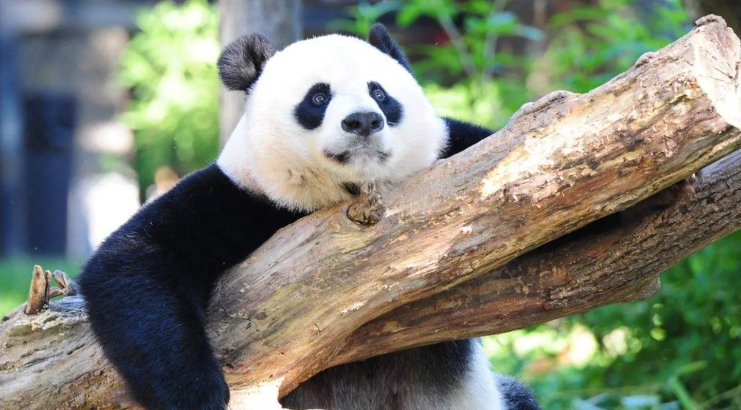 Life Cycle of the Panda: From Tiny Cub to Bamboo Forest Survivor
