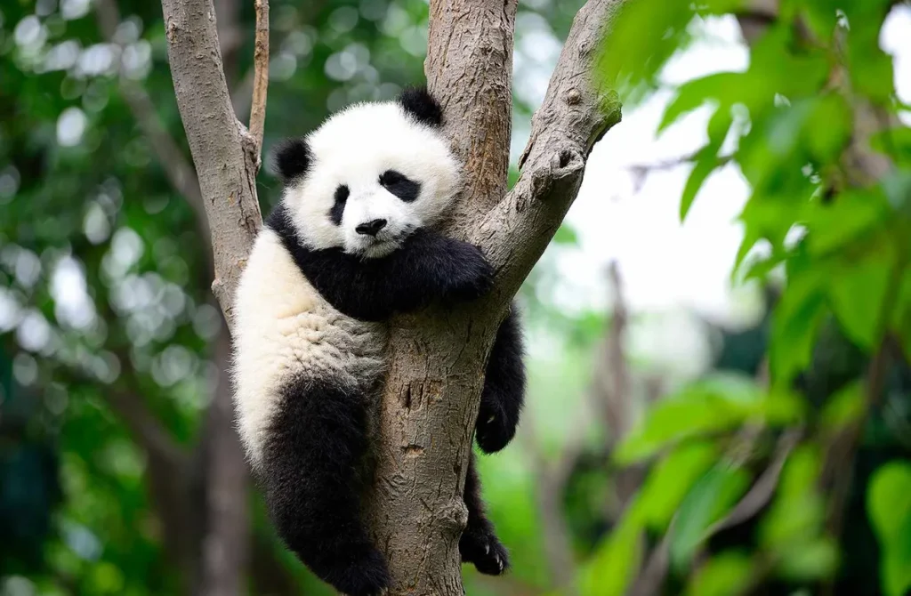 Life Cycle of the Panda