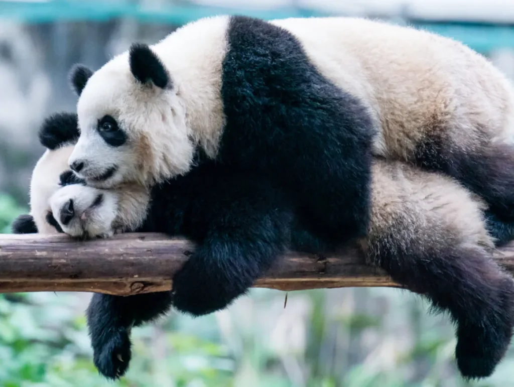 Life Cycle of the Panda