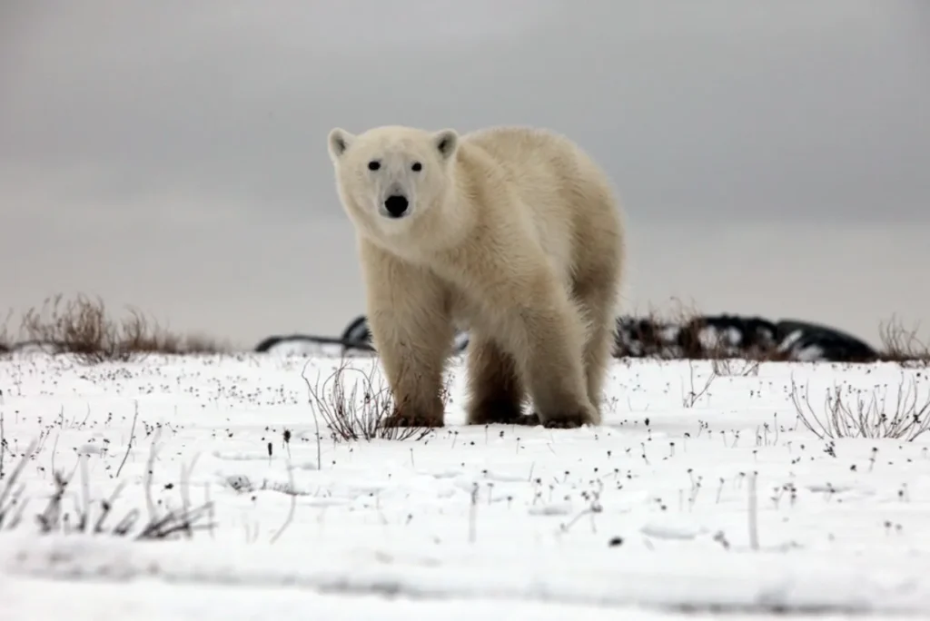Life Cycle of the Polar Bear