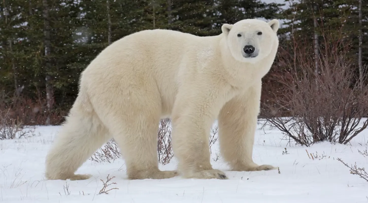 The Ultimate Guide to the Life Cycle of the Polar Bear: From Birth to Survival in a Changing World