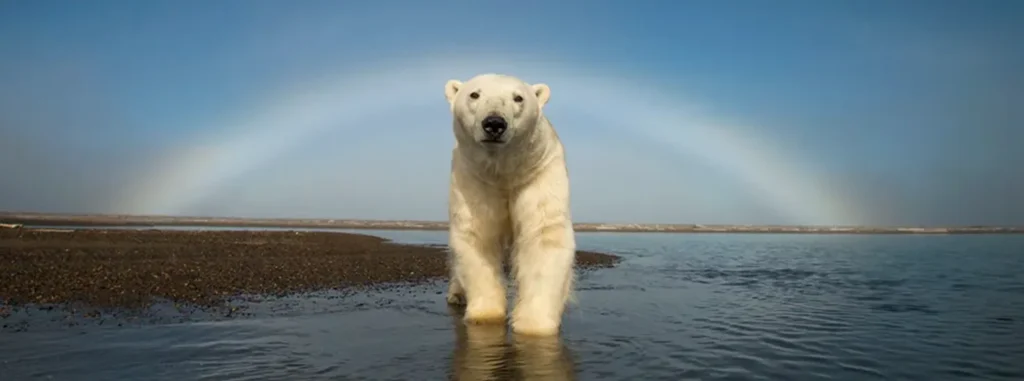 Life Cycle of the Polar Bear