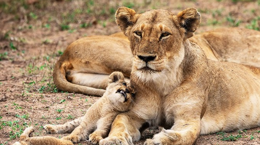 Lion Life Cycle