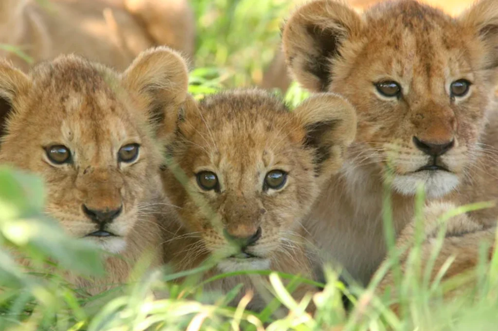 Lion Life Cycle